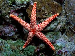 3703x2779 Fromia Monilis 4k Image Background Starfish Sea Star Animal Wallpaper