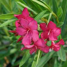 Image result for Nerium oleander