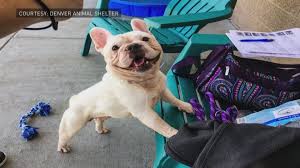 A french bulldog for adoption in roseville, ca who needs a loving home. Two Dozen French Bulldogs Rescued In Denver Going Up For Adoption 11alive Com