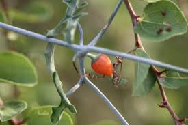 Image result for Kedrostis foetidissima