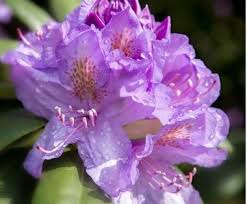 Azalea Flower Purple Flowers Azalea Flower Types Of Purple Flowers