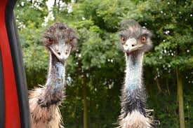 Emu the emu is a large, tough flightless bird found in many parts of australia and new guinea. Emus Entlaufen Deutsche Jagdzeitung