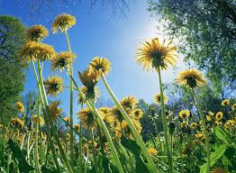 Image result for Taraxacum sp.