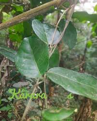 Image result for Hippocratea africana