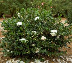 The resulting hybrid is called camellia × hiemalis. Camellia Sasanqua October Magic White Shi Shi Kiefer Nursery Trees Shrubs Perennials