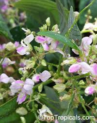 Image result for Fuirena obcordata
