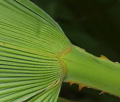 Image result for Acoelorrhaphe wrightii