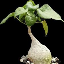 Image result for Pyrenacantha