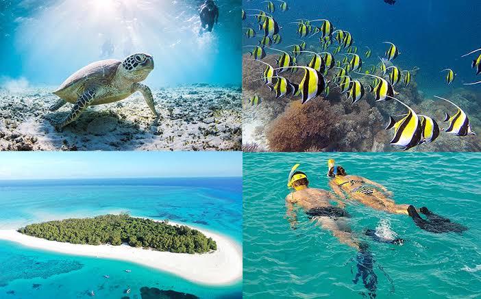mnemba snorkeling tour