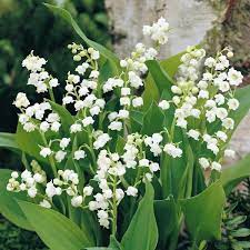 Lilly Of The Valley Convallaria Majalis Perennial Shade Lily Of The Valley Flowers Valley Flowers Spring Flowering Bulbs