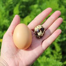 Thinking about raising quail in your backyard. The Nitty Gritty Basics On Raising Quail The Imperfectly Happy Home