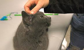 Please note, these cats are from rescues and shelters nationwide and are not available through the aspca. 7 Charming Cats To Adopt Now In Washington