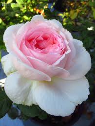 Image result for Rosa sp.