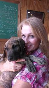 Great Danes Fawn Brindle AKC Color-Pure Puppies Stud Service