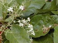 Image result for Carpodiptera