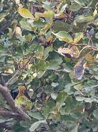 Image result for Vitex doniana