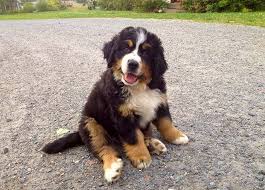 If children will be interacting with your puppy, keep an eye on. Golden Mountain Dog Breed Guide To The Golden Retriever Bernese Mountain Dog Mix