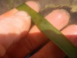 Image result for Enhalus acoroides