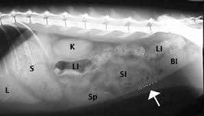 How To Read A Radiograph X Ray Long Beach Animal Hospital Vet Tech School Vet Tech Student Vet Medicine