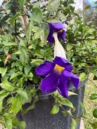 Image result for Thunbergia laborans