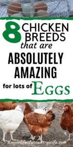 Hello, to all those new backyard chicken people who have joined this site for chickens. 8 Of The Best Chicken Breeds For Eggs Simple Life Of A Frugal Wife