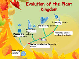 Resultado de imagen para the plant kingdom