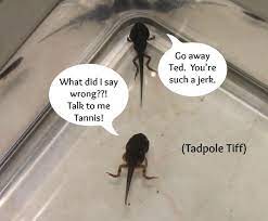 Tadpoles are vegetarian at first and will naturally eat algae and other pond plants but you can feed them boiled lettuce, spinach and other greens. Looking After Tadpoles Tips To Help You Do It Successfully The Pet Blog Lady Celebrating Our Pets