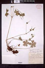 Image result for Geranium aculeolatum