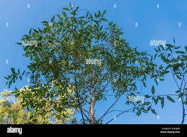 Image result for Eucalyptus cloeziana