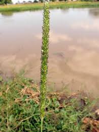 Image result for Stipularia africana