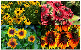 11 Different Types Of Black Eyed Susan Rudbeckia In 2020 Black Eyed Susan Flower Pots Flower Landscape