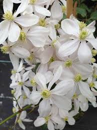 Clematis armandii is one of the few true evergreen clematis. Clematis Armandii 3 Litre Pot Creamy White Flowers