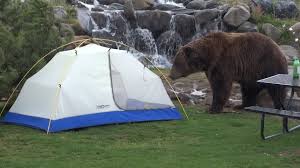 The grizzly & wolf discovery center�s primary mission is to provide visitors to the yellowstone area an opportunity to learn about, view and ultimately appreciate the grizzly bear and gray wolf. Grizzly And Wolf Discovery Center Kobuk And Nakina 9 5 2016 Youtube