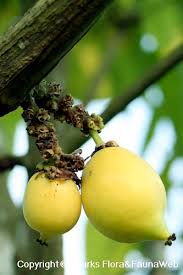Image result for Garcinia punctata