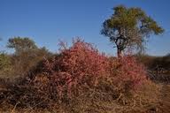 Image result for Phaeoptilum spinosum