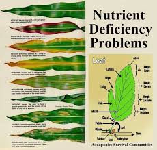 bookfanatic89 plant nutrition chart