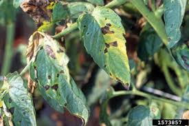 Image result for Septoria leaf spot of tomato