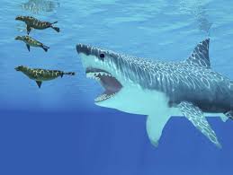 Wissenschaftler der swansea university haben die tatsächliche größe des tieres rekonstruiert. Megalodon Wie Gross War Der Mega Hai Der Spiegel