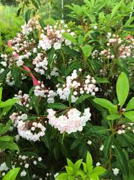 Image result for Loxogramme latifolia