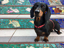 48% of all australians have a dog. Dog Air Transport Australia