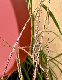 Image result for Digitaria milanjiana