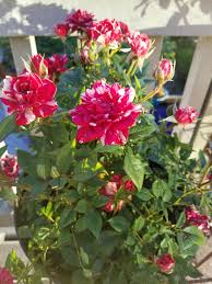 Carefully remove the rose plant from the pot and gently loosen its roots. Roses Forum Red And White Striped Grocery Store Rose Cultivar Id Garden Org