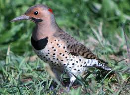 Large Brown Bird With Black And White Wings The Polka Dot Woodpecker Northern Flicker Woodpecker Bird Sightings
