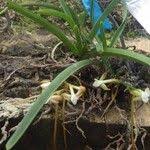 Image result for Summerhayesia