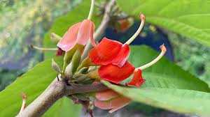 Image result for Helicteres