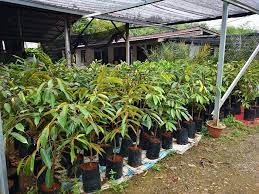 View tapak semaian seri maju sdn bhd in a larger map. Hybrid Nursery Jawatan Kosong Pekerja Am Tapak Semaian Facebook