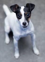 Black And Brown Rat Terrier Chihuahua Mix Adopt Squiggles On Terrier Mix Rat Terrier Mix Rat Terrier Puppies