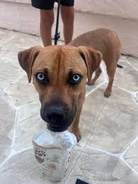 Cape Coral Community Information