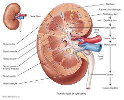 Figure 15 1 Kidney Structure Kidney Anatomy Kidney Heart Diagram