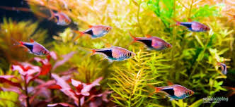 If you are starting to construct an aquascaped aquarium and looking to find fish for schooling, then look no further than the list below: Pin On Here Fishy Fishy